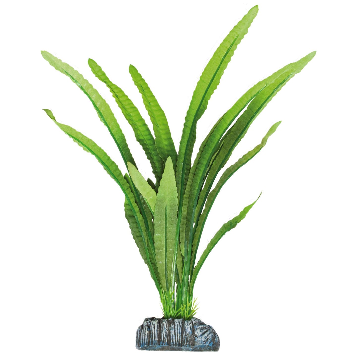 Echinodorus magdalenensis de AQUATIC PLANTS (SEDA)