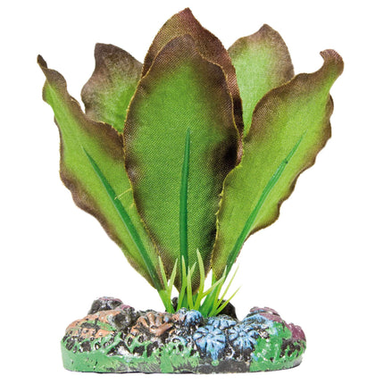 Anubias bordes bronceados de AQUATIC PLANTS SEDA 7 cm.