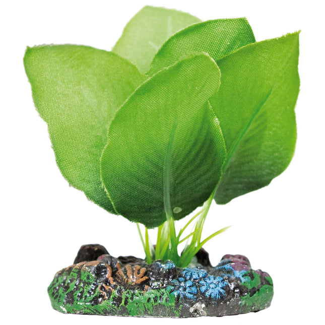 Anubias de AQUATIC PLANTS SEDA 7 cm.