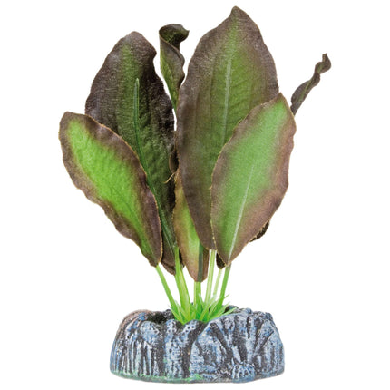 Echinodorus de AQUATIC PLANTS SEDA 11 cm.