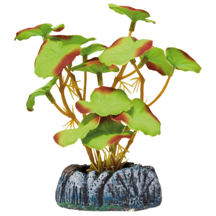 Nenúfar de AQUATIC PLANTS SEDA 10.50 cm.