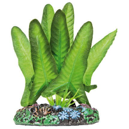 Syngonium de AQUATIC PLANTS SEDA 7 cm.