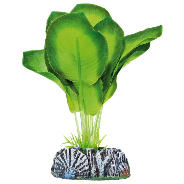 Aglaonema de AQUATIC PLANTS SEDA 20 cm.