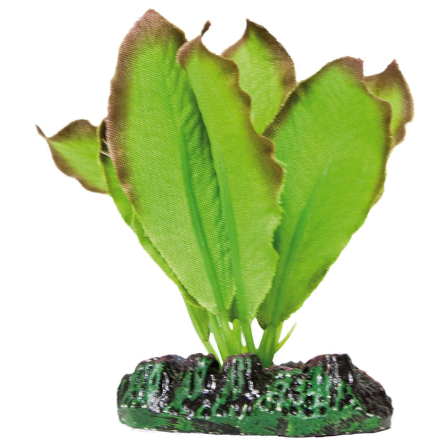 Anubias de AQUATIC PLANTS SEDA 20 cm.