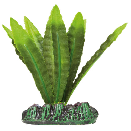 Aponogeton de AQUATIC PLANTS SEDA 20 cm.