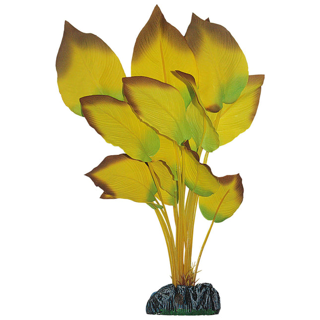 Anubias de AQUATIC PLANTS SEDA 20 cm.