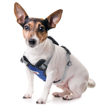 Arnés H XT-DOG azul L