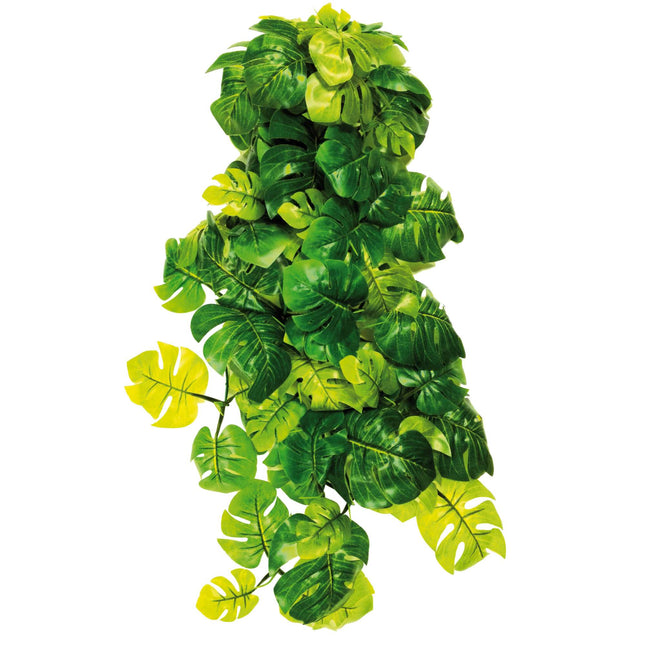 Philodendron de ICA 100 cm.