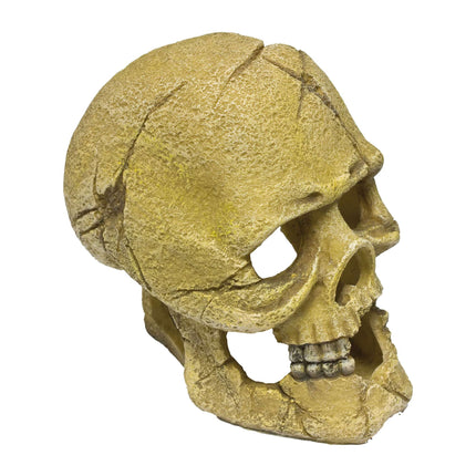 Ornamento con un cráneo humano 13.50 cm.