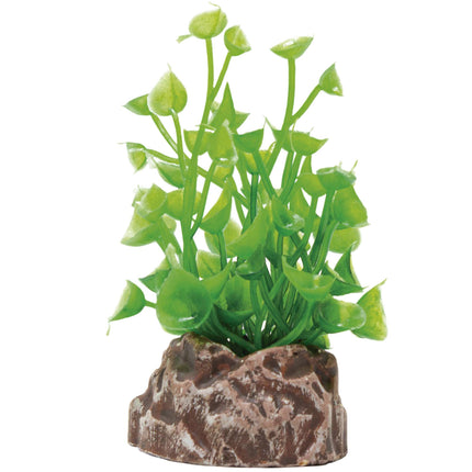 Planta 'MAGIC PLANTS'