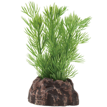 Planta 'MAGIC PLANTS'