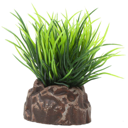 Planta 'MAGIC PLANTS'