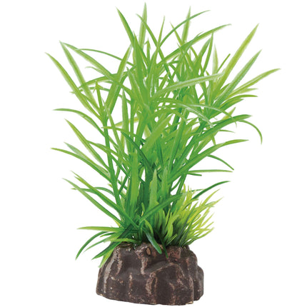Planta 'MAGIC PLANTS'