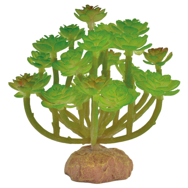 Ornamento verol REPTI-SELVA