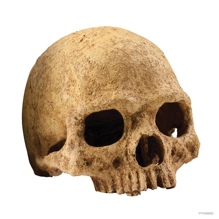 Exo Terra Primate Skull
