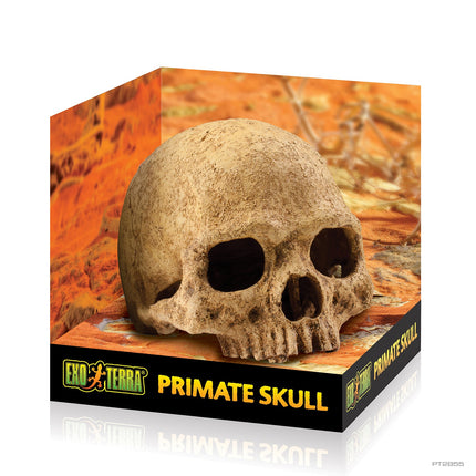 Exo Terra Primate Skull