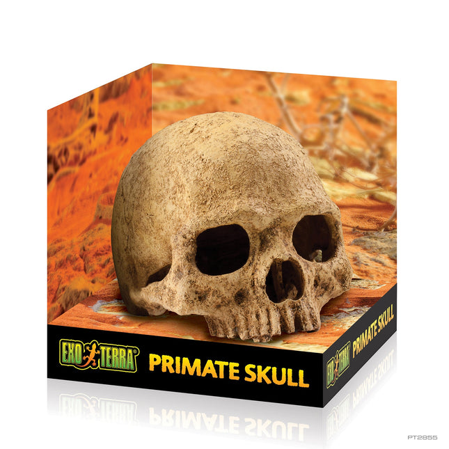 Exo Terra Primate Skull