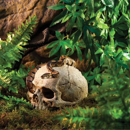 Exo Terra Primate Skull