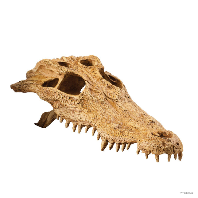 Exo Terra Craneo T-Rex