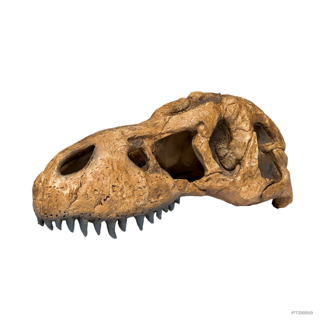 Exo Terra Primate Skull